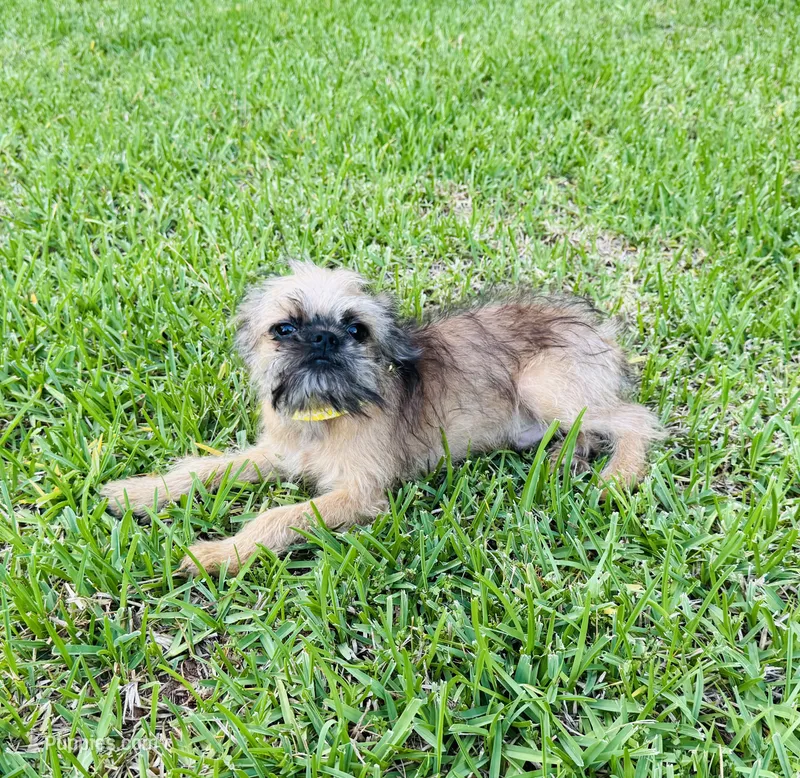Charlie – Brussels Griffon puppy for sale in York, SC