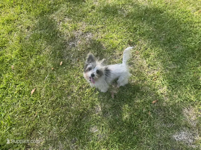Mikey – Chinese Crested, Havanese puppy for sale in York, SC