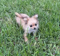 Daisy, a female Cavapom for sale in York, SC – 6 of 7