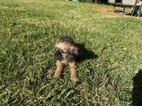 Charlie, a male Brussels Griffon for sale in York, SC – 5 of 5