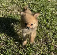Daisy, a female Cavapom for sale in York, SC – 5 of 6