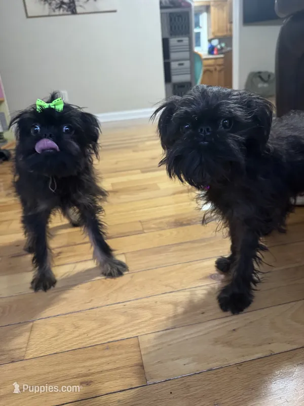 Beau & Bentley – Brussels Griffon puppy for sale in York, SC