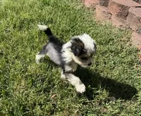 Chip, a male Chinese Crested for sale in York, SC – Photo 5 of 5