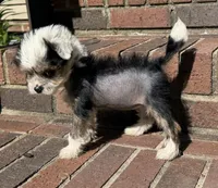 Chip, a male Chinese Crested for sale in York, SC – Photo 3 of 5