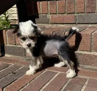 Chip, a male Chinese Crested for sale in York, SC – Photo 4 of 5