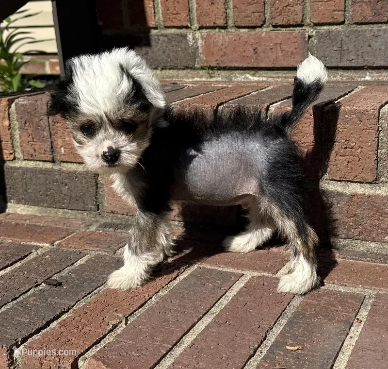 Chip, a male Chinese Crested for sale in York, SC – Photo 1 of 5