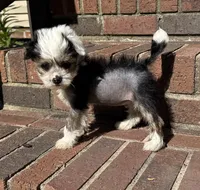 Chip, a male Chinese Crested for sale in York, SC – Photo 1 of 5