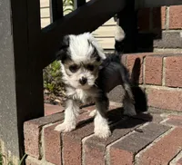 Chip, a male Chinese Crested for sale in York, SC – Photo 2 of 5