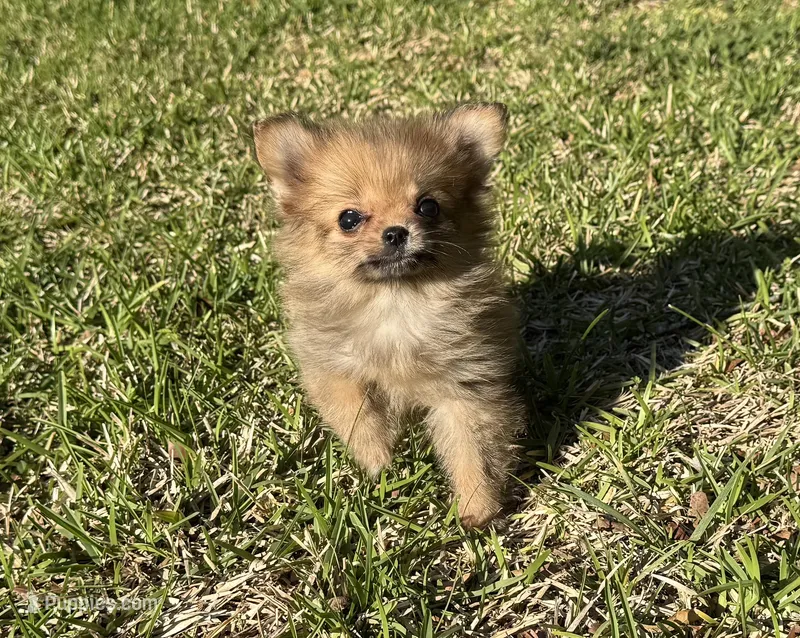 Daisy – Cavapom puppy for sale in York, SC