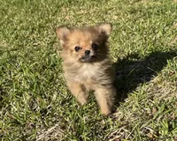 Daisy, a female Cavapom for sale in York, SC – 1 of 6
