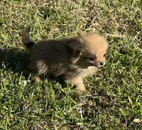 Daisy, a female Cavapom for sale in York, SC – 3 of 6