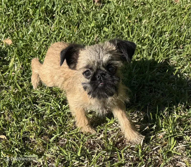 Cookie – Brussels Griffon puppy for sale in York, SC