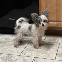 Miley, a female Chinese Crested and Havanese for sale in York, SC – 3 of 5