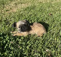 Cookie, a female Brussels Griffon for sale in York, SC – 5 of 5