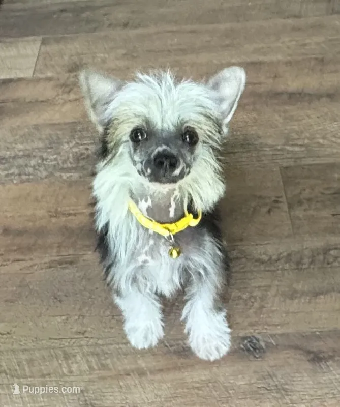 Chip, a male Chinese Crested for sale in York, SC – 1 of 6