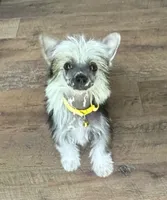 Chip, a male Chinese Crested for sale in York, SC – 1 of 6