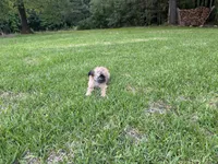 Cookie, a female Brussels Griffon for sale in York, SC – 4 of 5