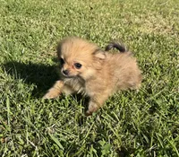 Daisy, a female Cavapom for sale in York, SC – 6 of 6