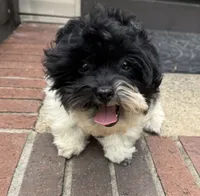 Bandit, a male Havapoo for sale in York, SC – 6 of 6