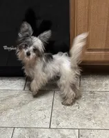 Miley, a female Chinese Crested and Havanese for sale in York, SC – 2 of 5