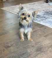 Penny, a female Yorkshire Terrier for sale in York, SC – 5 of 6