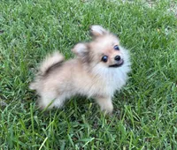 Daisy, a female Cavapom for sale in York, SC – 7 of 7