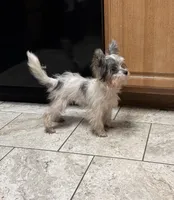 Miley, a female Chinese Crested and Havanese for sale in York, SC – 5 of 5