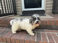 Bailey, a female Havapoo for sale in York, SC – 3 of 4