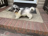 Bailey, a female Havapoo for sale in York, SC – 4 of 4