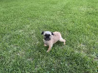 Cookie, a female Brussels Griffon for sale in York, SC – 5 of 5