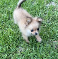 Daisy, a female Cavapom for sale in York, SC – 5 of 7