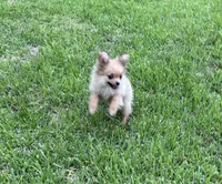 Daisy, a female Cavapom for sale in York, SC – 4 of 7