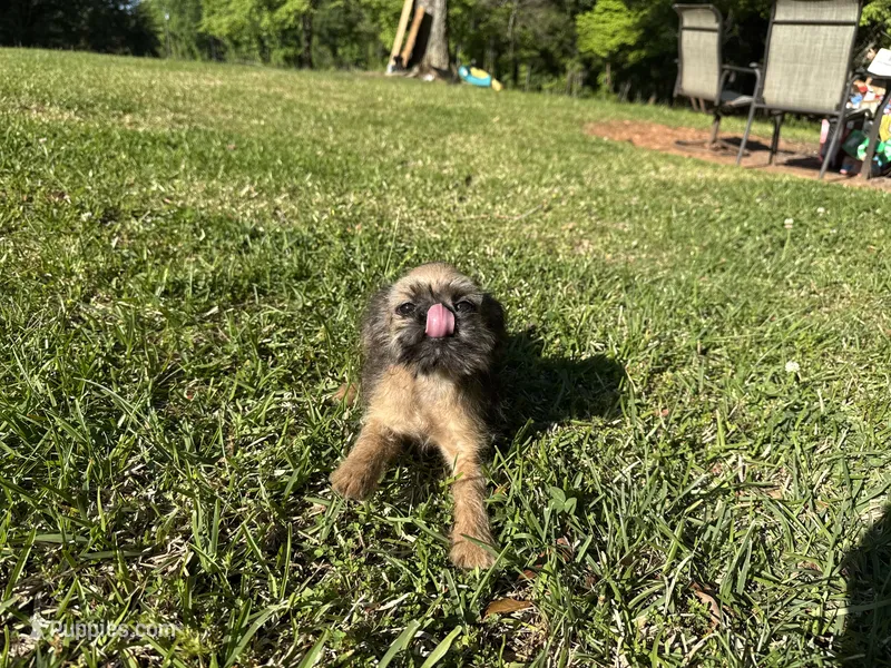 Charlie – Brussels Griffon puppy for sale in York, SC
