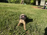 Charlie, a male Brussels Griffon for sale in York, SC – 1 of 5