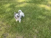Mikey, a female Chinese Crested and Havanese for sale in York, SC – 2 of 5
