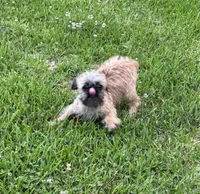Cookie, a female Brussels Griffon for sale in York, SC – 3 of 5