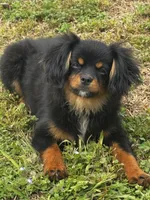 Jake, a male Cavalier King Charles Spaniel for sale in York, SC – Photo 3 of 5