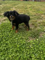 Jake, a male Cavalier King Charles Spaniel for sale in York, SC – Photo 5 of 5