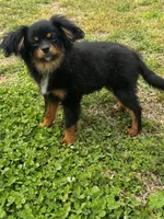 Jake, a male Cavalier King Charles Spaniel for sale in York, SC – Photo 4 of 5