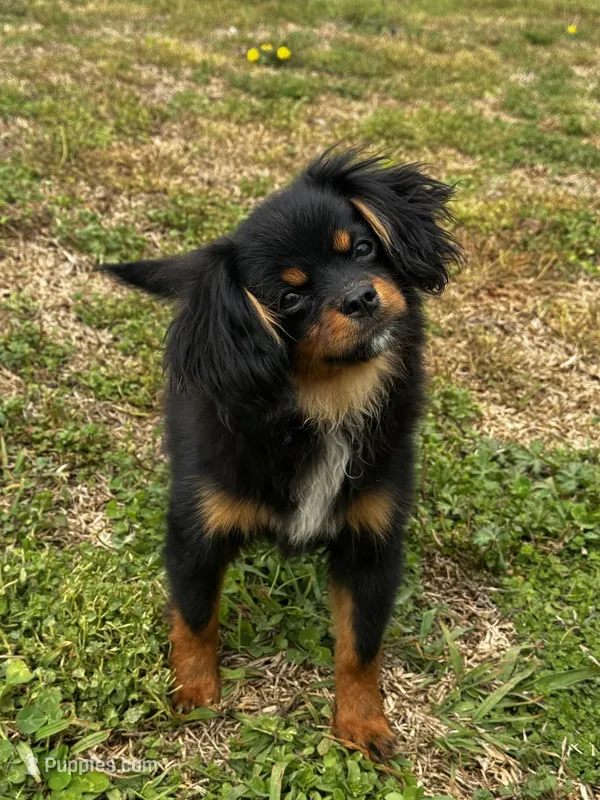 Jake – Cavalier King Charles Spaniel puppy for sale in York, SC