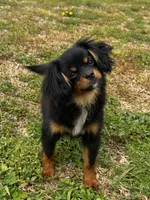 Jake, a male Cavalier King Charles Spaniel for sale in York, SC – Photo 1 of 5
