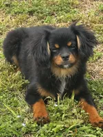 Jake, a male Cavalier King Charles Spaniel for sale in York, SC – Photo 2 of 5