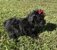 Daisy, a female Yorkipoo for sale in York, SC – 4 of 4