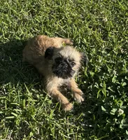 Cookie, a female Brussels Griffon for sale in York, SC – 2 of 5