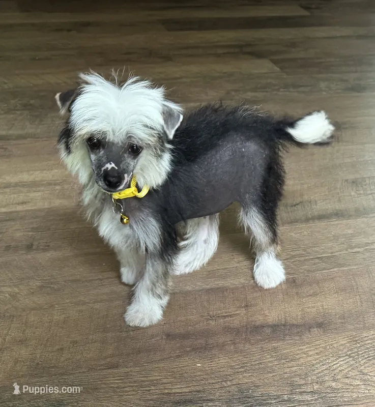 Chip – Chinese Crested puppy for sale in York, SC