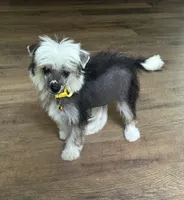 Chip, a male Chinese Crested for sale in York, SC – 6 of 6