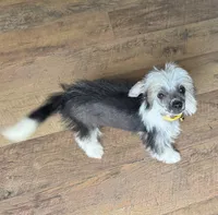 Chip, a male Chinese Crested for sale in York, SC – 5 of 6