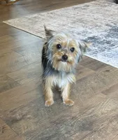 Penny, a female Yorkshire Terrier for sale in York, SC – 4 of 6