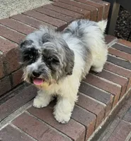 Bailey, a female Havapoo for sale in York, SC – 2 of 4