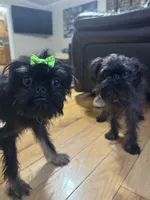 Beau & Bentley, a male Brussels Griffon for sale in York, SC – 3 of 3